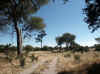 Namibia_Caprivi_Mamili-Reserve_5.JPG (107241 bytes)
