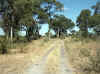 Namibia_Caprivi_Mamili-Reserve_7.JPG (130480 bytes)