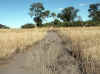 Namibia_Caprivi_Mamili-Reserve_8.JPG (109204 bytes)