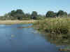 Namibia_Caprivi_Mamili-Reserve_9.JPG (83954 bytes)