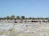 Namibia_Etosha.Ombika_1.jpg (73913 bytes)