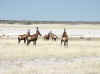 Namibia_Etosha_Batia_1.jpg (59769 bytes)