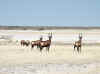 Namibia_Etosha_Batia_2.jpg (57267 bytes)