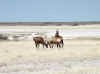 Namibia_Etosha_Batia_3.jpg (63951 bytes)