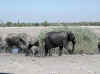 Namibia_Etosha_Chudob_5.jpg (77106 bytes)