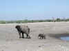 Namibia_Etosha_Chudob_6.jpg (58159 bytes)