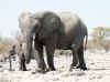 Namibia_Etosha_Goas_11.jpg (83871 bytes)