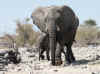 Namibia_Etosha_Goas_12.jpg (87319 bytes)