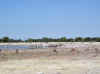 Namibia_Etosha_Goas_1.jpg (67023 bytes)