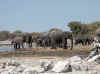Namibia_Etosha_Goas_3.jpg (78067 bytes)