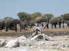 Namibia_Etosha_Goas_4.jpg (87234 bytes)