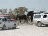 Namibia_Etosha_Goas_5.jpg (73199 bytes)