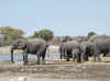 Namibia_Etosha_Goas_6.jpg (67879 bytes)
