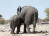 Namibia_Etosha_Goas_8.jpg (81083 bytes)