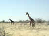 Namibia_Etosha_Halali_1.jpg (58879 bytes)