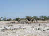 Namibia_Etosha_Kalkheuwel_1.jpg (79106 bytes)