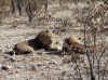 Namibia_Etosha_Kalkheuwel_Lion_1.jpg (143895 bytes)