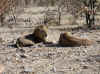 Namibia_Etosha_Kalkheuwel_Lion_2.jpg (142602 bytes)