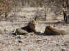 Namibia_Etosha_Kalkheuwel_Lion_3.jpg (143511 bytes)