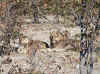 Namibia_Etosha_Kalkheuwel_Lion_7.jpg (138198 bytes)