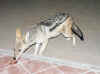 Namibia_Etosha_Namutoni_Jackals_1.jpg (69457 bytes)