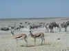Namibia_Etosha_Nebrowni_3.jpg (68167 bytes)
