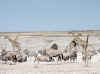 Namibia_Etosha_Nebrowni_4.jpg (70371 bytes)
