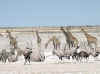 Namibia_Etosha_Nebrowni_5.jpg (75614 bytes)