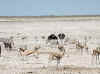 Namibia_Etosha_Nebrowni_6.jpg (93427 bytes)