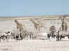 Namibia_Etosha_Nebrowni_7.jpg (80405 bytes)