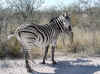Namibia_Etosha_Ngobib_1.jpg (127552 bytes)