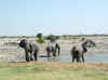 Namibia_Etosha_Okaukuejo_11.jpg (73663 bytes)