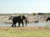 Namibia_Etosha_Okaukuejo_12.jpg (77134 bytes)