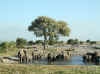 Namibia_Etosha_Okaukuejo_14.jpg (86336 bytes)