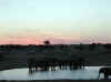 Namibia_Etosha_Okaukuejo_15.jpg (43743 bytes)