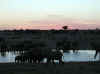 Namibia_Etosha_Okaukuejo_16.jpg (45885 bytes)
