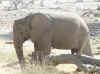 Namibia_Etosha_Okaukuejo_17.jpg (99472 bytes)