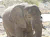 Namibia_Etosha_Okaukuejo_20.jpg (81039 bytes)