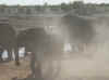 Namibia_Etosha_Okaukuejo_23.jpg (46496 bytes)