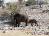 Namibia_Etosha_Okaukuejo_24.jpg (132457 bytes)