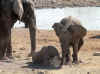 Namibia_Etosha_Okaukuejo_25.jpg (99336 bytes)