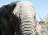 Namibia_Etosha_Okaukuejo_26.jpg (90872 bytes)