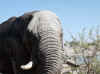 Namibia_Etosha_Okaukuejo_27.jpg (84486 bytes)