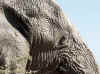Namibia_Etosha_Okaukuejo_28.jpg (110021 bytes)