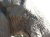 Namibia_Etosha_Okaukuejo_29.jpg (86335 bytes)
