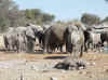 Namibia_Etosha_Okaukuejo_31.jpg (100435 bytes)