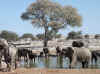 Namibia_Etosha_Okaukuejo_32.jpg (101732 bytes)