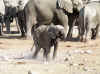 Namibia_Etosha_Okaukuejo_34.jpg (97015 bytes)