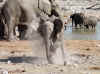 Namibia_Etosha_Okaukuejo_36.jpg (108512 bytes)