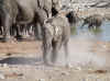 Namibia_Etosha_Okaukuejo_37.jpg (101189 bytes)